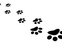 paw, print, cat-163683.jpg